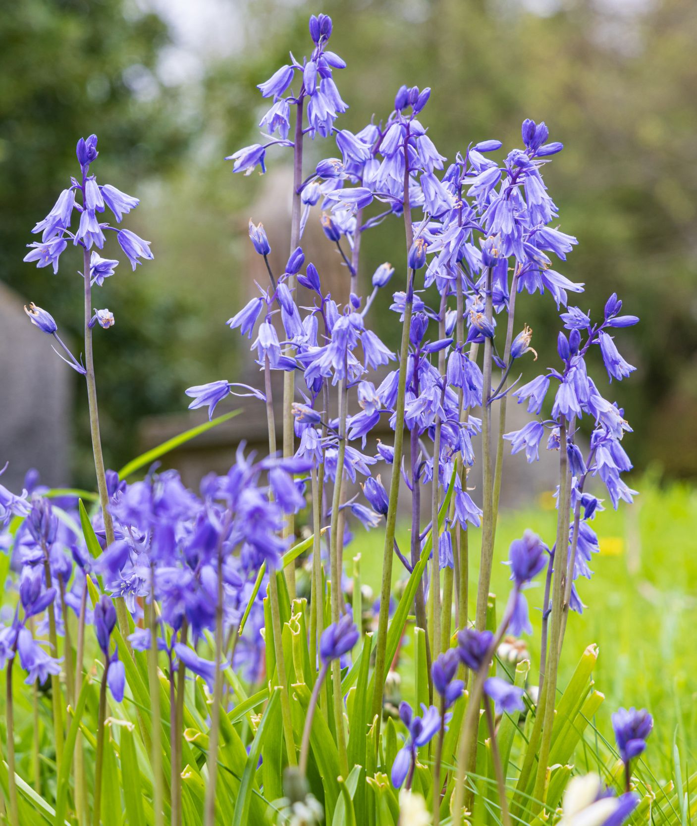 Blauwe bloemetjes in het gras met op de achtergrond een grafsteen.