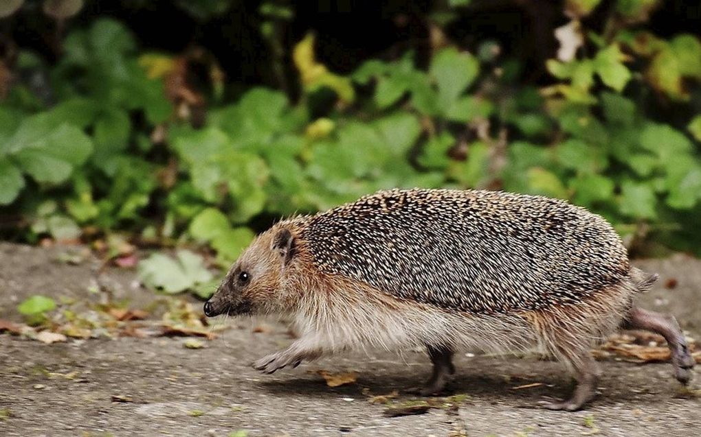 Wie een egel signaleert, dood of levend, kan dat komend weekend melden op diverse websites. beeld Egelwerkgroep