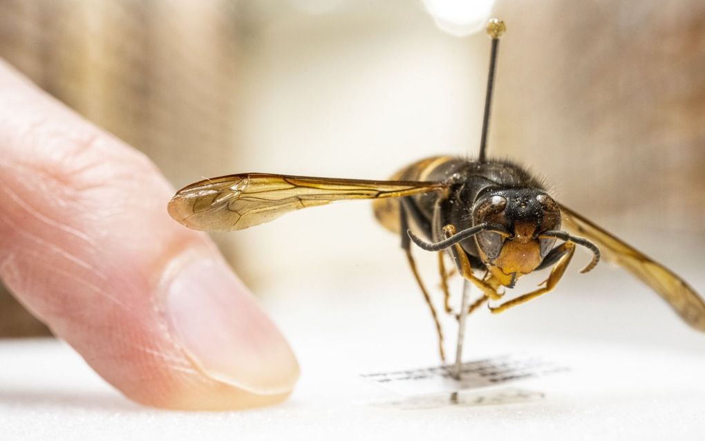 Opgezette Aziatische hoornaar in museum Naturalis. De grote zwarte wesp, die van oorsprong uit China komt, is al in drie provincies opgedoken. De Aziatische hoornaar vreet bijen op en kan agressief zijn tegen mensen die hem storen. beeld ANP, Frank van Beek