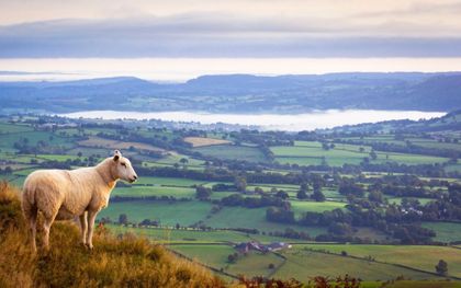 In Engeland achtte Bucer het nodig dat wetgeving paal en perk zou stellen aan het areaal dat beschikbaar was voor de lucratieve schapenhouderij. beeld iStock