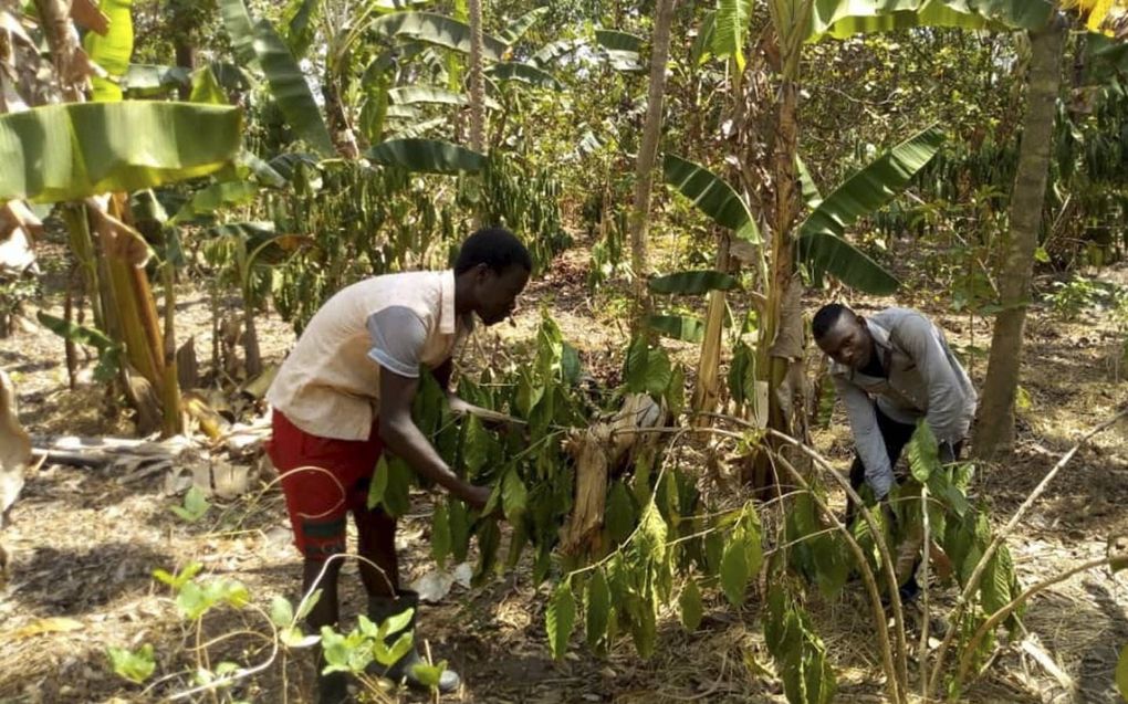 De landbouw in Uganda heeft te lijden van klimaatverandering: extreme regenval en periodes van grote droogte. Daardoor dalen de opbrengsten. beeld Julius Onen