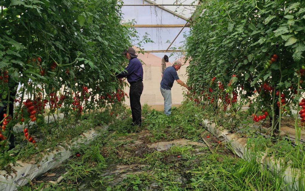 Buitenlandse vrijwilligers oogsten cherrytomaatjes in Pri Gan. beeld Jeannette Gabay-Schoonderwoerd