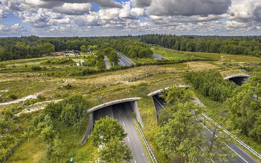 Het ecoduct Dwingelderveld bij het Drentse Beilen. beeld Sweco