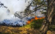 Een bosbrand woedt in buurtschap Oud Reemst in Nationaal Park De Hoge Veluwe, eind 2018. Vooral plekken met veel naaldbomen hebben een verhoogde kans op branden. beeld ANP, GinoPress