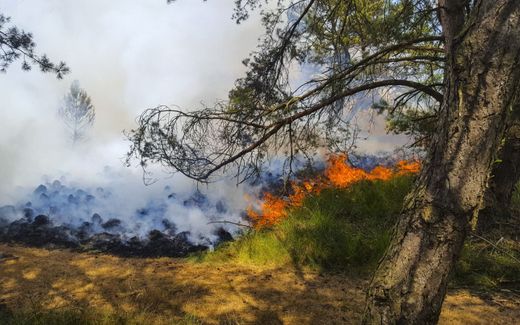 Een bosbrand woedt in buurtschap Oud Reemst in Nationaal Park De Hoge Veluwe, eind 2018. Vooral plekken met veel naaldbomen hebben een verhoogde kans op branden. beeld ANP, GinoPress