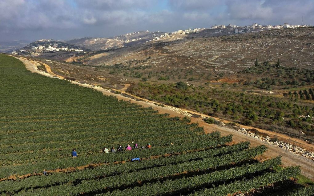 Wijngaard in Israël. beeld AFP, Menahem Kahana