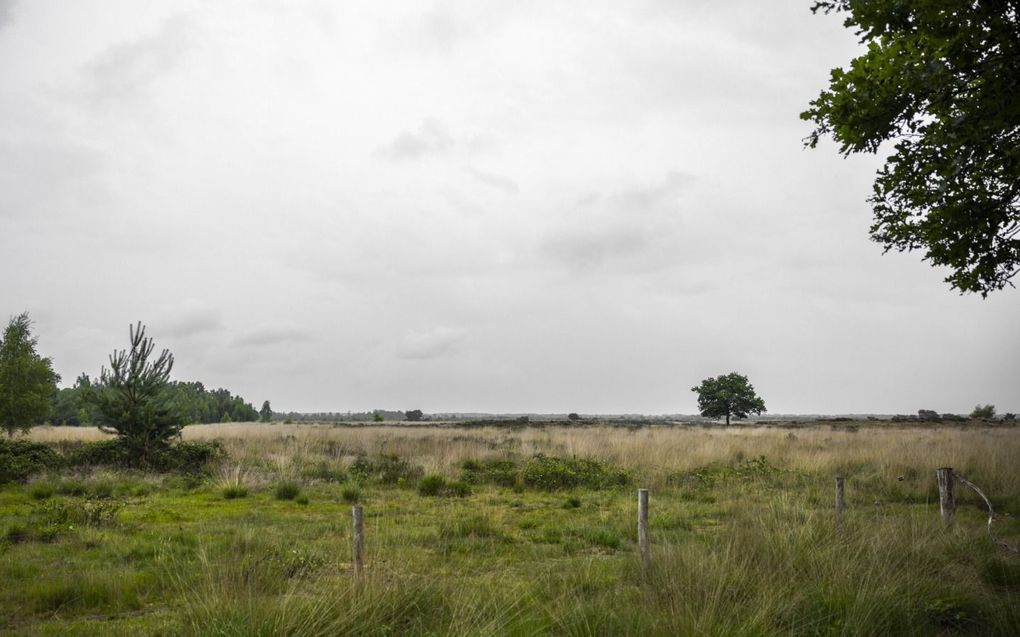 Brabants natuurpark de Groote Peel. Rond het gebied moet de stikstofuitstoot met 70 tot 80 procent omlaag. beeld ANP, Rob Engelaar