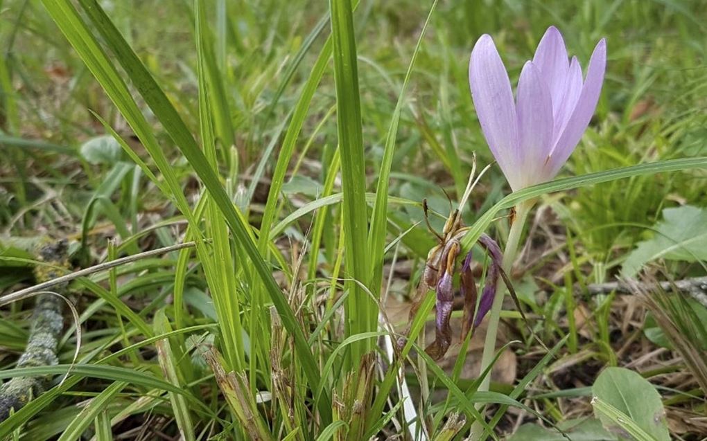 Colchicine komt van nature voor in herfsttijloos, een plant die momenteel in bloei staat. beeld Bart de Rooy