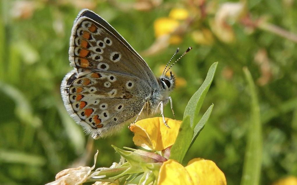 Het bruin blauwtje is een vlinder die op hele droge pekken uitstekend gedijt. beeld Kars Veling