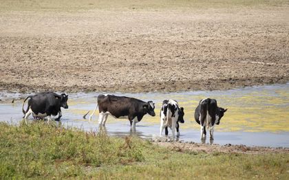 Verdroogde uiterwaarden bij Arnhem in 2018. beeld ANP, Jasper Juinen