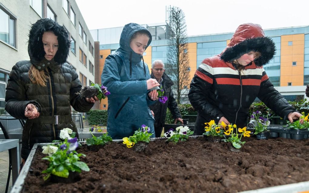 Regen hield leerlingen vrijdag niet tegen bij het planten van viooltjes bij Elim en Tharah. beeld Ruben Schipper Fotografie