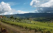 Biologische wijngaard van Podere Le Cinciole in Chianti Classico. beeld Pieter-Dirk Roeleveld