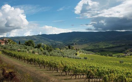 Biologische wijngaard van Podere Le Cinciole in Chianti Classico. beeld Pieter-Dirk Roeleveld