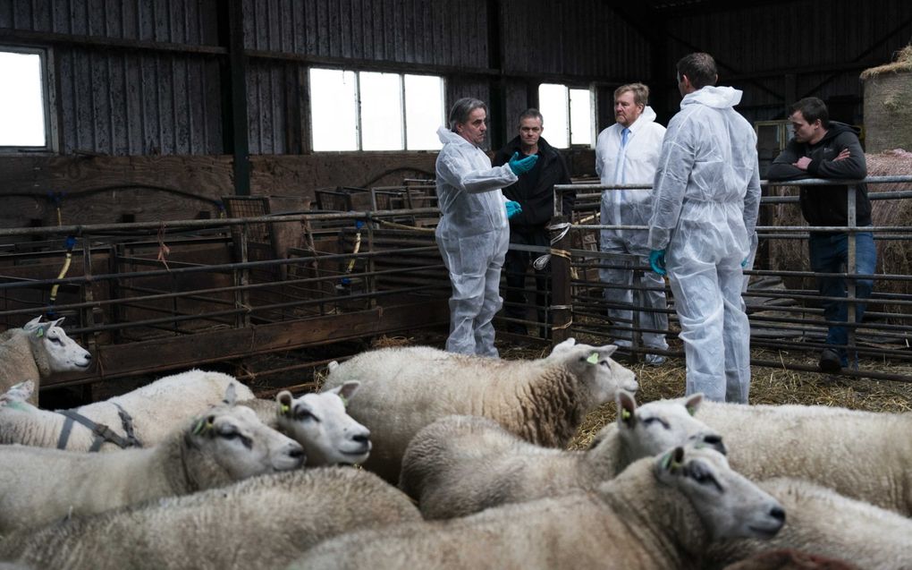 NVWA-dierenarts Pieter Jacobs (l.) vertelt de koning dat er in heel Nederland al 50.000 schapen zijn doodgegaan door blauwtong. Naast hem staat veehouder Cees Verhagen, uiterst rechts bedrijfsdierenarts Wim den Hartog. beeld ANP, Jeroen Jumelet