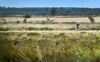 De Ginkelse Heide bij Ede. Niet ver hier vandaan zijn tientallen schapen doodgebeten door een of meer wolven. beeld ANP, Piroschka van de Wouw