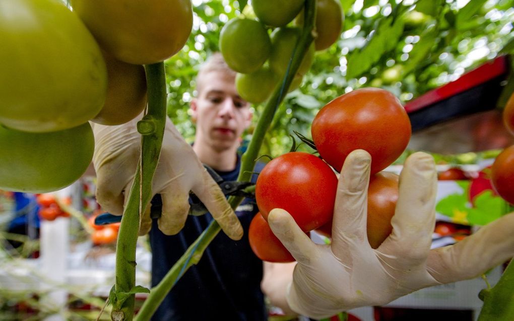 beeld ANP, ROBIN VAN LONKHUIJSEN