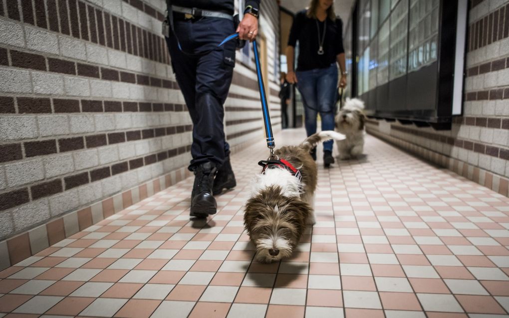 Politiehonden in actie. beeld ANP