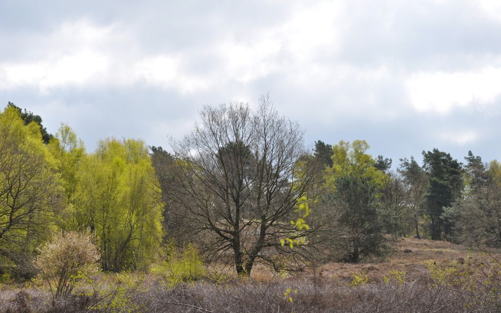 Verschillende soorten bomen en struiken in een natuurgebied