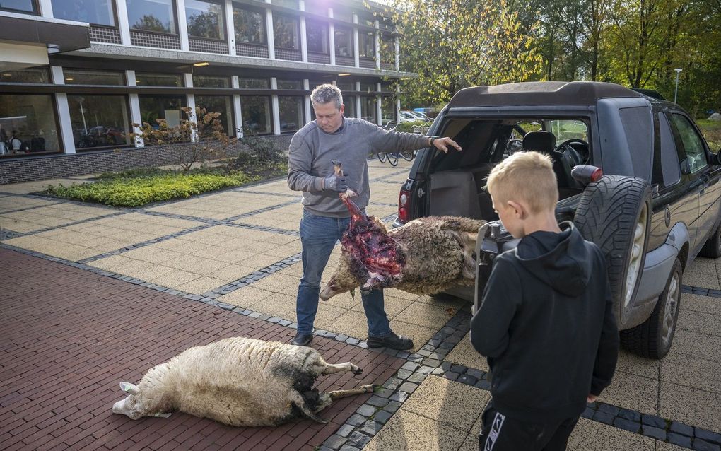 Dode schapen worden op de stoep gelegd van het provinciehuis in Assen. Volgens de eigenaar zijn de schapen gedood door een wolf. beeld ANP, JILMER POSTMA