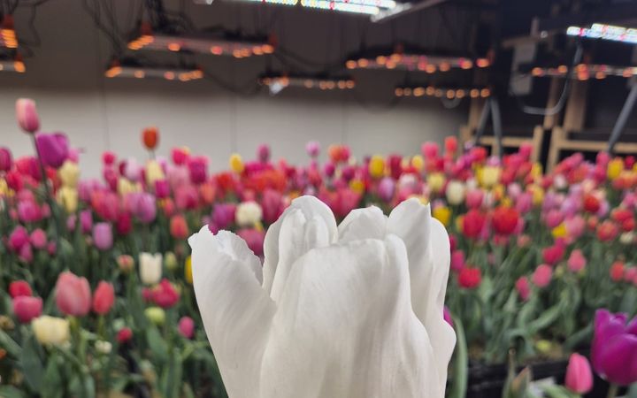 Close-up van witte tulpen in een tulpenbroeierij.