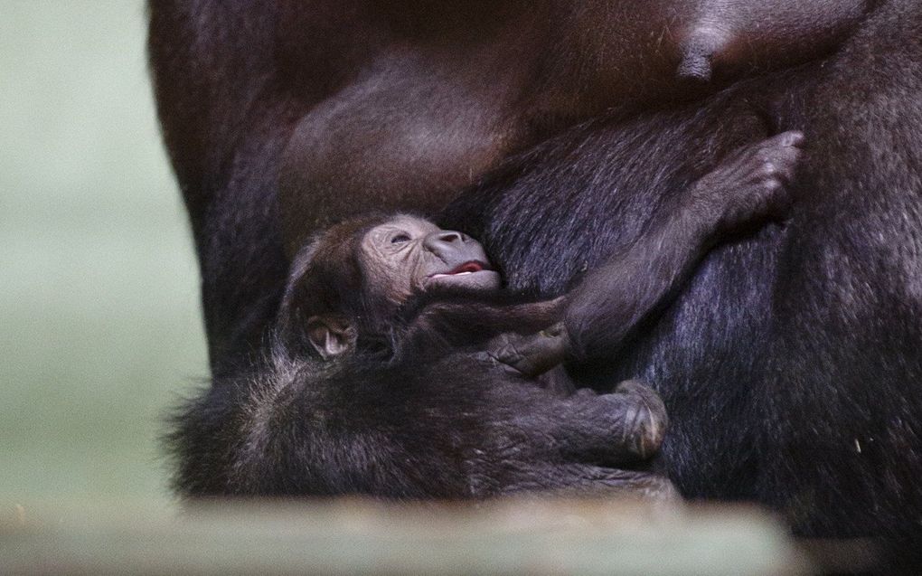 beeld ANP, Marten van Dijl