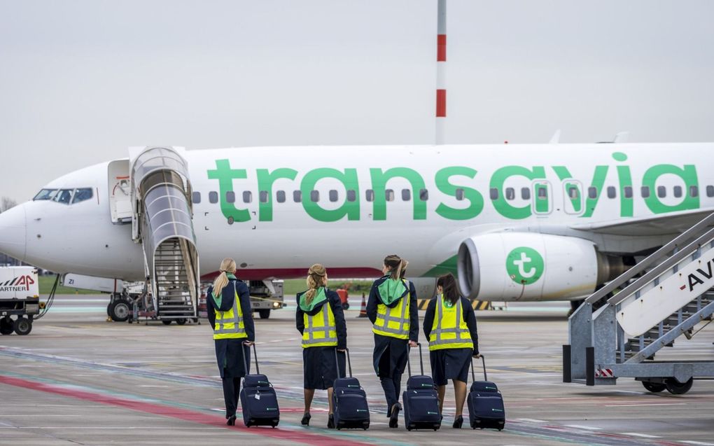 Stewardessen lopen naar een vliegtuig van Transavia op Rotterdam The Hague Airport. beeld ANP, Lex van Lieshout