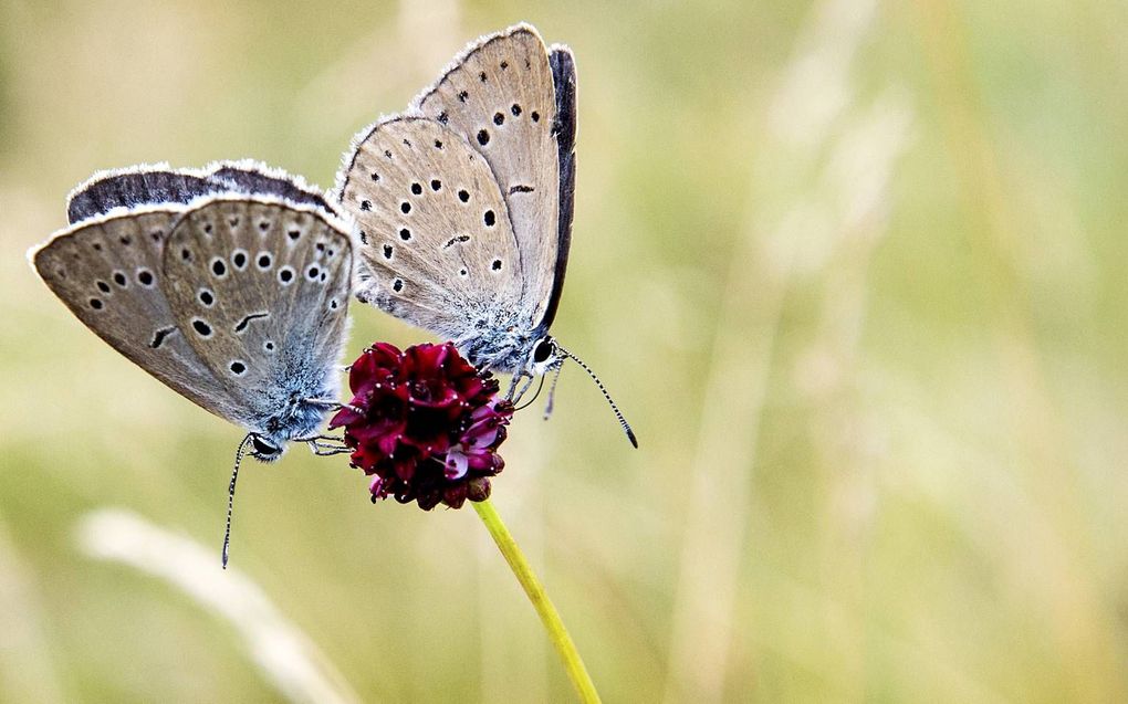 De ernstig bedreigde pimpernelblauwtjes in natuurreservaat De Moerputten bij Den Bosch. Insecten zoals vlinders profiteren van het verbod op neonicotinoïden buiten kassen. beeld ANP, Koen van Weel