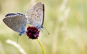 De ernstig bedreigde pimpernelblauwtjes in natuurreservaat De Moerputten bij Den Bosch. Insecten zoals vlinders profiteren van het verbod op neonicotinoïden buiten kassen. beeld ANP, Koen van Weel