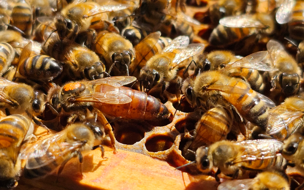 Een bijenkoningin op de raat tussen de werksters is extra groot dankzij de voeding zo blijkt uit wetenschappelijk onderzoek