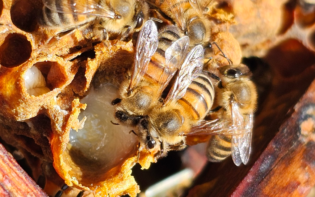 werksters of werkbijen vullen een koninginnecel met de superfood Royal Jelly.