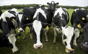 „Worden de 15.000 melkveehouders in Nederland werkloos, als het gaat lukken om melk te maken zonder koeien?” beeld ANP, Koen Suyk
