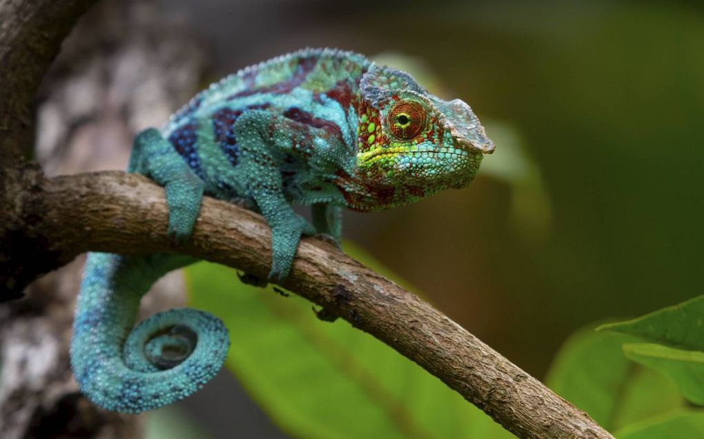 Mensen gedragen zich als kameleons en spiegelen de houding van mensen die ze vertrouwen. beeld iStock