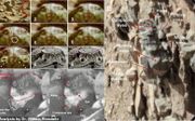 Prof. William Romoser ontdekte insectachtige structuren op wazige foto’s genomen door Marsverkenners.  beeld NASA/JPL,William Romoser/Ohio University