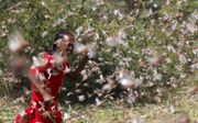 Een Somalische boer doet verwoede pogingen zijn oogst te beschermen tegen de sprinkhanen. beeld Reuters, Giulia Paravicini