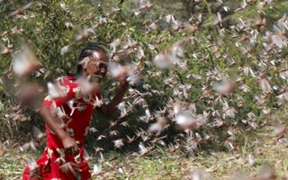 Een Somalische boer doet verwoede pogingen zijn oogst te beschermen tegen de sprinkhanen. beeld Reuters, Giulia Paravicini
