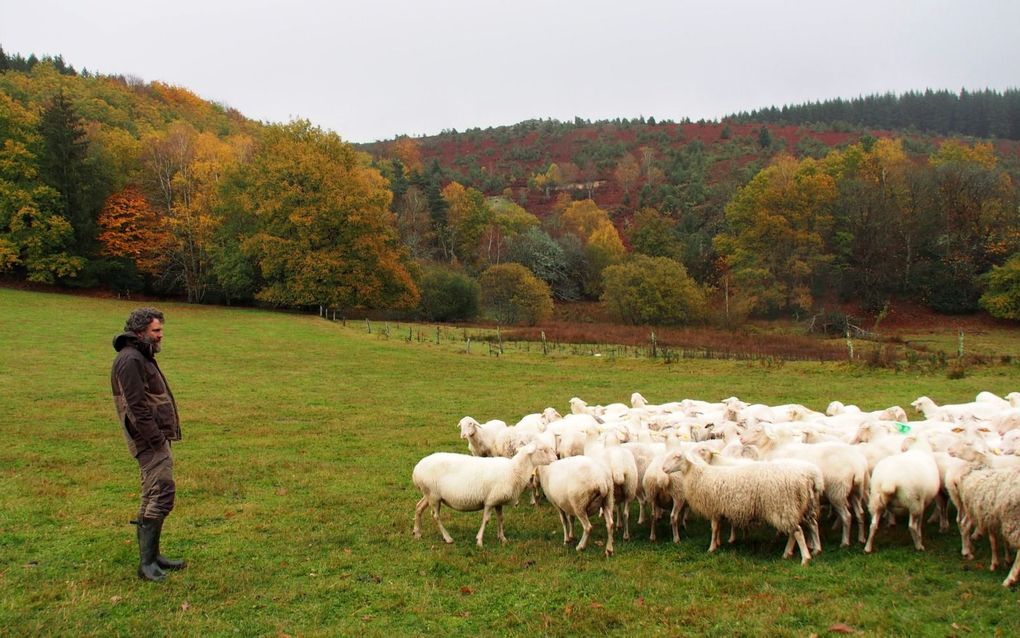 Schapenhouder Vincent tussen zijn schapen in het regionale natuurpark Millevaches in Midden-Frankrijk. beeld Imco Lanting
