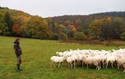 Schapenhouder Vincent tussen zijn schapen in het regionale natuurpark Millevaches in Midden-Frankrijk. beeld Imco Lanting