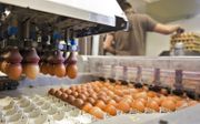Inpakken van eieren op een pluimveebedrijf. beeld ANP, Koen Suyk