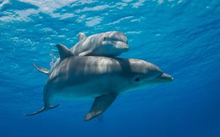 Dolfijnen. beeld iStock
