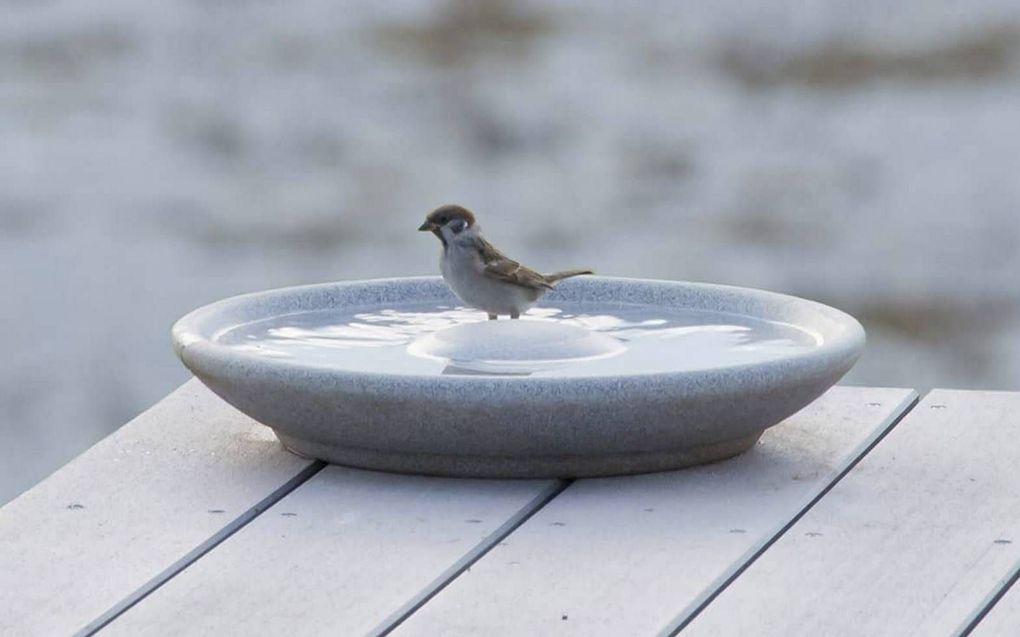 Een bakje vers water helpt stadvogels die in de winter moeilijk zoet water kunnen vinden.  beeld Denk Keramik