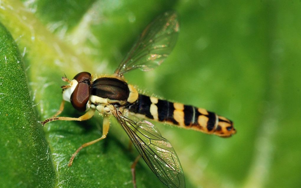„Zweefvliegen leven van nectar en stuifmeel en zijn als bestuivers nodig bij de voortplanting van planten.” beeld Wikimedia