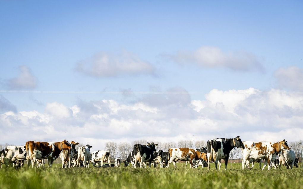 Een hogere waterstand om de afbraak van veen te voorkomen, kan grote gevolgen hebben voor veehouderijen in veen-weidegebieden. beeld ANP, Remko de Waal