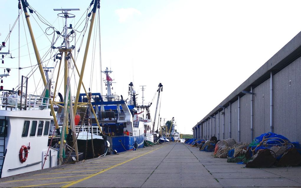 Kotters bij de visafslag in Vlissingen. beeld Van Scheyen Fotografie