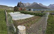 De meeste Groenlanders experimenteren met het kweken van groenten. Dat doen ze vooral op kleine schaal in hun eigen moestuintje of plantenkastje naast hun huis. Op de foto een veldje aardappelen en rabarber in het gehuchtje Igaliku in het zuiden van Groen