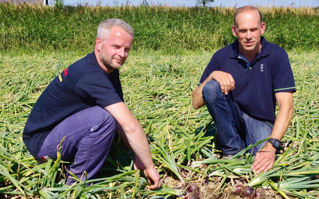 Directeur-eigenaar Eric Moerdijk van uienverwerkingsbedrijf Monie (l.) en uienteler Richard Markusse passen fertigatie toe op het perceel. beeld Van Scheyen Fotografie 