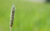 Bloeiende grassen zoals deze vossenstaart produceren talloze stuifmeelkorrels.  beeld iStock