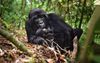 De oostelijke gorilla wordt ernstig bedreigd met uitsterven. beeld Wikimedia