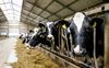 „Een goede toekomst voor de melkveehouderij in Nederland is absoluut mogelijk.” beeld ANP, Sem van der Wal