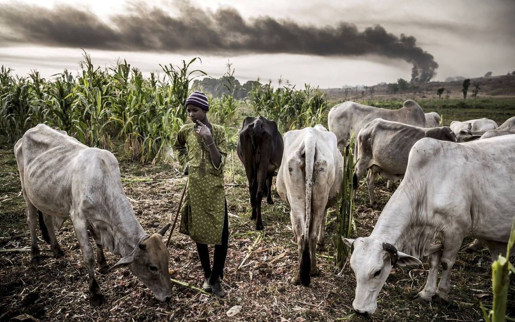 Naar schatting leven er zo’n 40 miljoen Fulani-herders verspreid door West-Afrika. Een deel van hen verenigt zich in zwaarbewapende milities, met christenen als doelwit. beeld AFP, Luis Tato