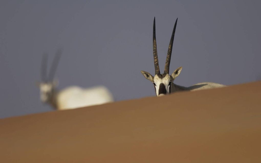 Arabische oryx. beeld WNF, Staffan Widstrand